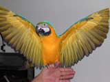 Greg&rsquo;s Blue and Gold Macaw (Samantha), Minneapolis, MN