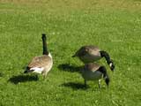 Geese near Flower Lake, Saranac Lake, NY