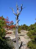 Hiking up Cadillac Mountain, Acadia National Park, ME