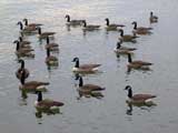 Geese on the Potomac River, Washington, DC