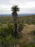 Yucca, Carlsbad Caverns National Park, NM