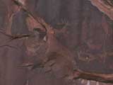 Reindeer, Indian Petroglyph, Moab, UT