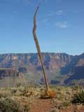 Yucca, Grand Canyon, AZ