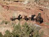 Pack Horse Train on South Kaibab Trail, Grand Canyon, AZ