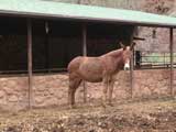 Pack Horse, Phantom Ranch, Grand Canyon, AZ