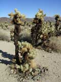 Cholla Cactus, Joshua Tree National Monument, CA