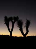 Sunset at Joshua Tree National Monument, CA
