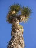 Towering Joshua Tree, Joshua Tree National Monument, CA