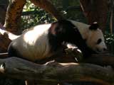 Panda, San Diego Zoo, San Diego, CA