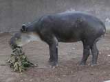 Central American Tapir, San Diego Zoo, San Diego, CA
