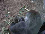 Momma Gorilla with Baby, San Diego Zoo, San Diego, CA