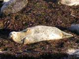 Sunning Sea Lion, Monterey, CA