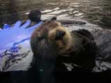 Sea Otter, Monterey Bay Aquarium, Monterey, CA