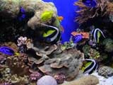 Tropical Fish, Monterey Bay Aquarium, Monterey, CA
