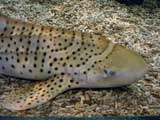 Zebra Shark, Monterey Bay Aquarium, Monterey, CA