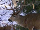 Docile Deer, Yosemite National Park, CA