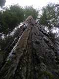 Giant Redwood at Bolling Grove, Humboldt Redwood State Park, CA
