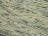 Natural Sand Art, Cannon Beach, OR
