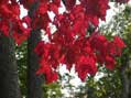 Bloody Red Foliage near Saranac Lake, NY