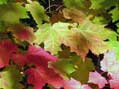 Colorful Fall Foliage, Acadia National Park, ME