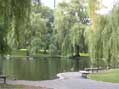 Willows at Lake Perennial, Boston, MA