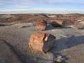 Petrified Landscape, Petrified National Forest, AZ