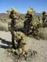 Cholla Cactus, Joshua Tree National Monument, CA