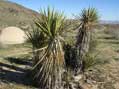 Yuccas, Joshua Tree National Monument, CA