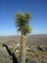 Yucca, Joshua Tree National Monument, CA
