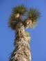 Towering Joshua Tree, Joshua Tree National Monument, CA