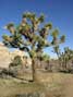 Joshua Tree, Joshua Tree National Monument, CA