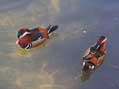 Mandarin Ducks, San Diego Zoo, San Diego, CA