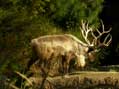 Siberian Reindeer, San Diego Zoo, San Diego, CA