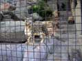 Snow Leopard, San Diego Zoo, San Diego, CA