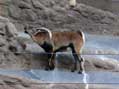 Spanish Ibex, San Diego Zoo, San Diego, CA