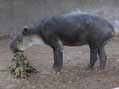 Central American Tapir, San Diego Zoo, San Diego, CA