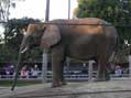 African Bush Elephant, San Diego Zoo, San Diego, CA