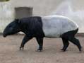 Malayan Tapir, San Diego Zoo, San Diego, CA