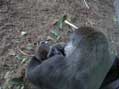 Momma Gorilla with Baby, San Diego Zoo, San Diego, CA