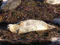 Sunning Sea Lion, Monterey, CA