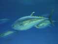 Yellow Fin Tuna, Monterey Bay Aquarium, Monterey, CA