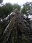 Giant Redwood at Bolling Grove, Humboldt Redwood State Park, CA